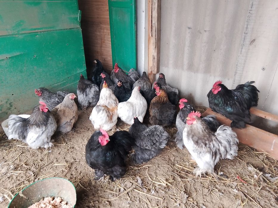 Продам хакитин пара 15000т.курочка и питух можно и по одному.