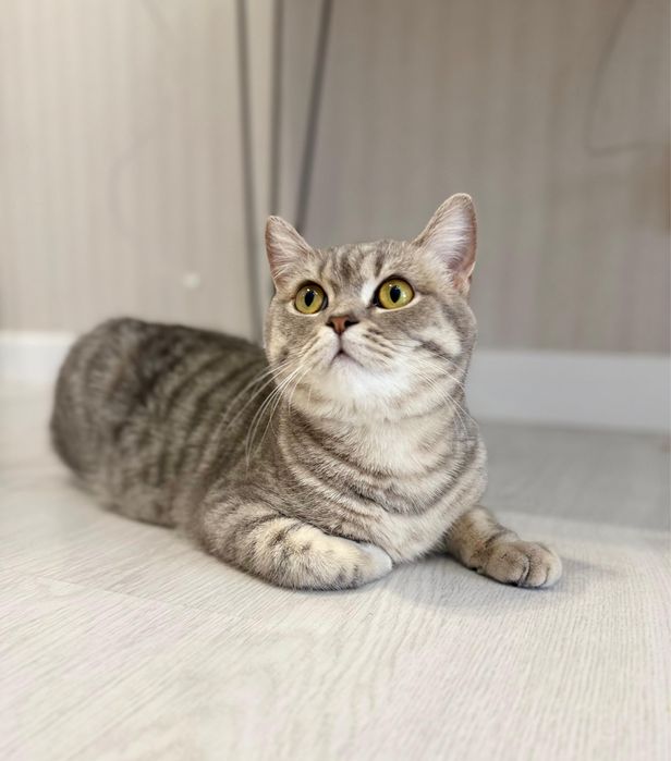 Отдам кошку в хорошие руки Британец