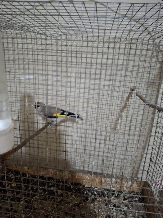 Щеглы птицы продаются