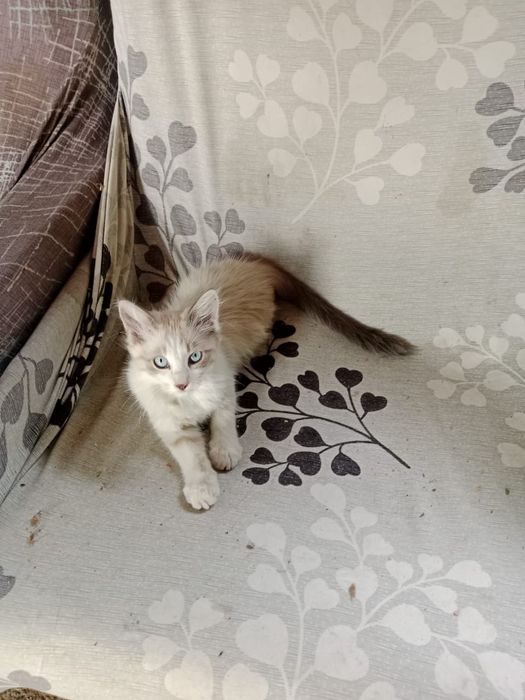 Отдам котят вдобрейшие руки