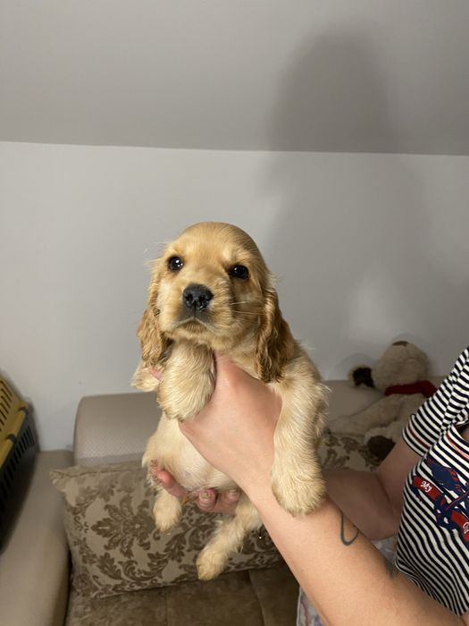 Cocker Spaniel baiat