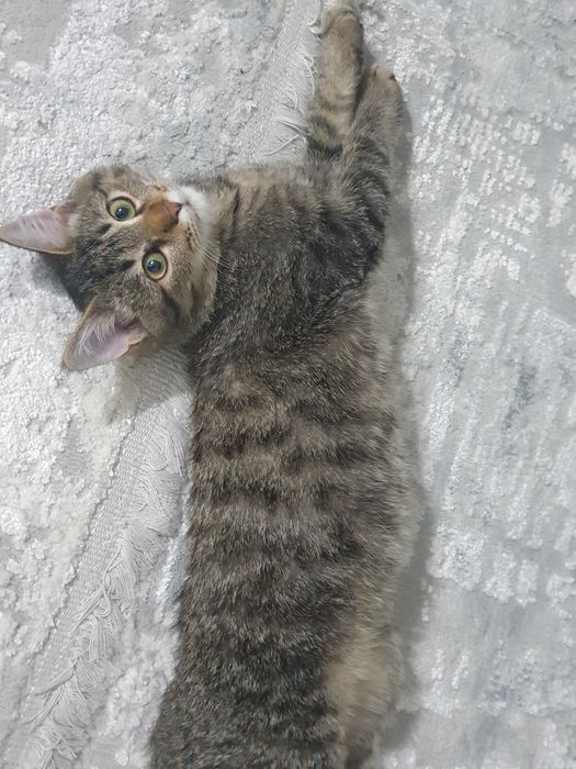 Пристраивается котёнок в добрые руки