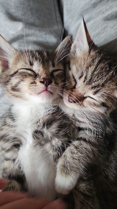 Милые котята ищут заботливые руки