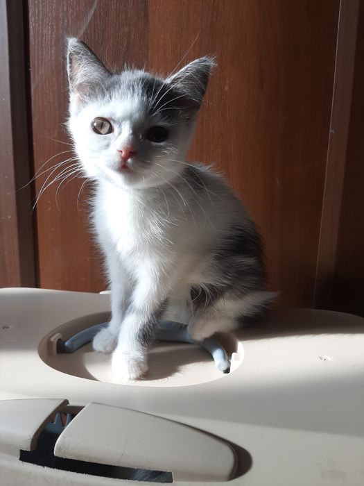 Котята-девочки в добрые руки