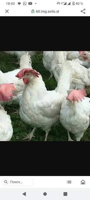 Продам белых кур