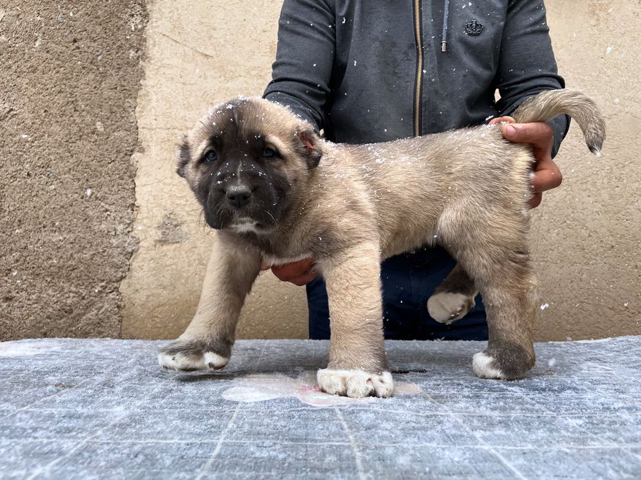 Щенок Турецкого Кангала ( чистокровный )