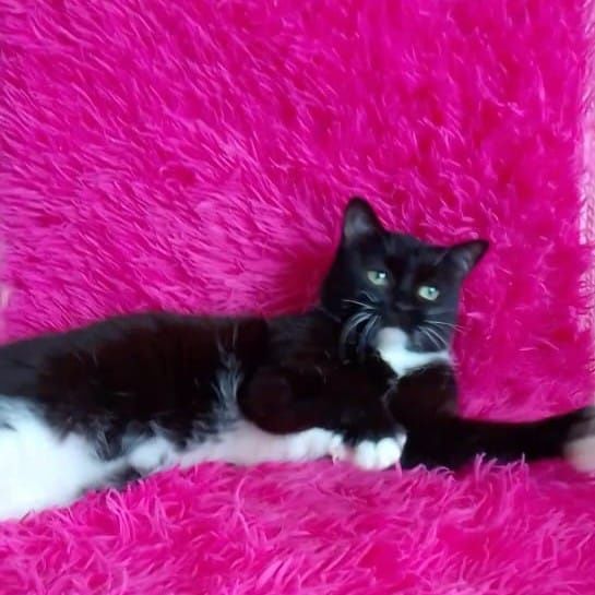 Ласковые ,игривые пареньки и девули