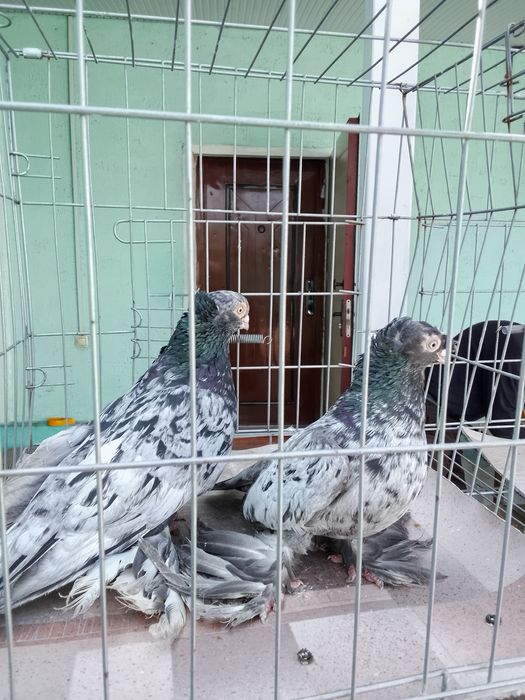 Челкари Тараз продам