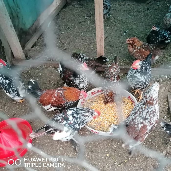 Cocoșei și gainuse pitice