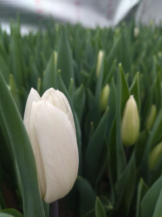 Тюльпаны с теплицы