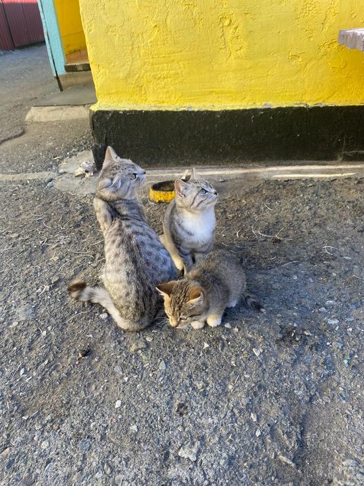 Отдам котят в добрые руки