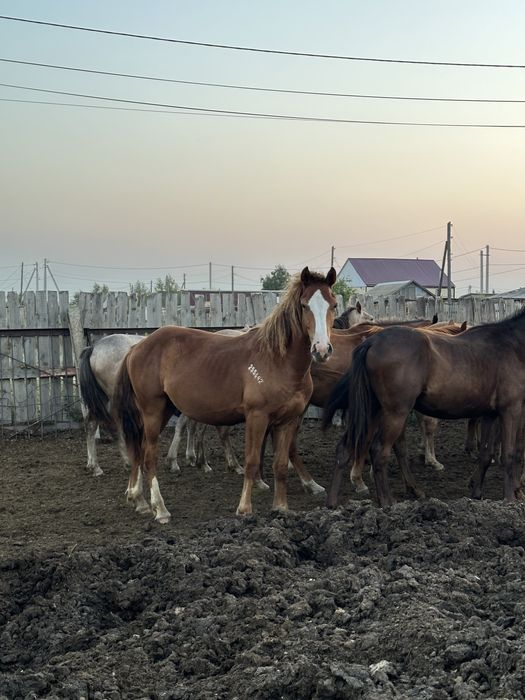 Продам жеребчиков