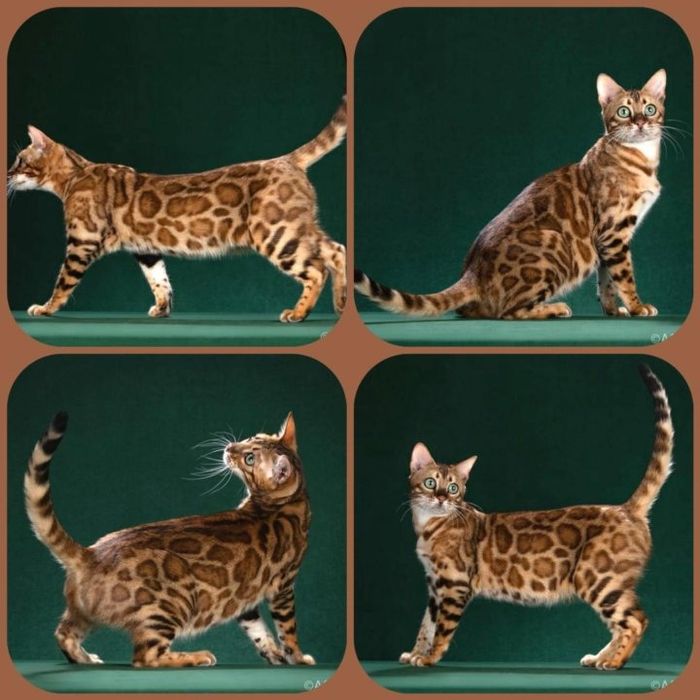 Кот и кошка бенгалы,продам