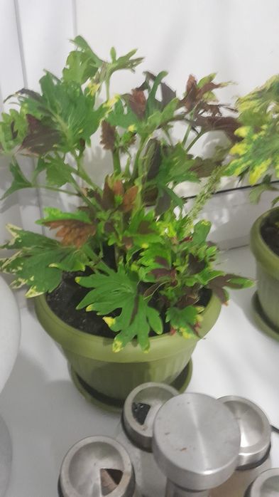 Продам цветы колеус