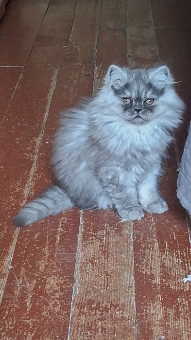 Персийски котета