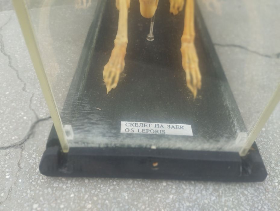 Соц Скелет на заек