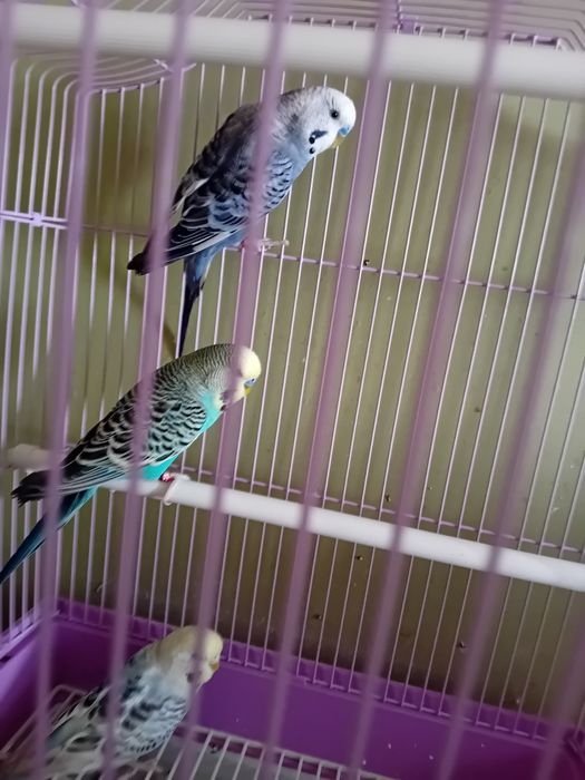 vând peruși 3 buc.