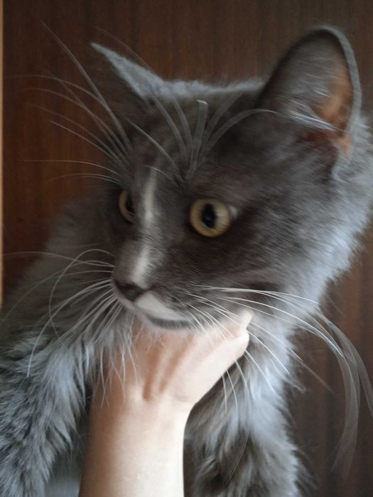 Кошечка -пушистая красавица, 1 годик.