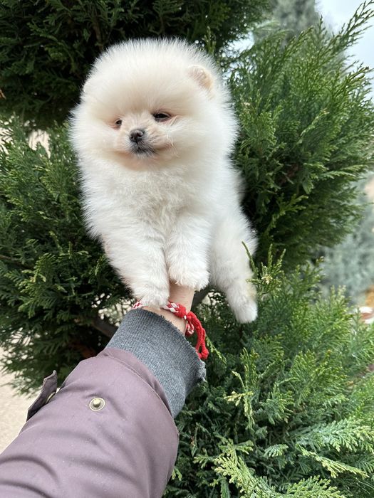 Померан поверанче