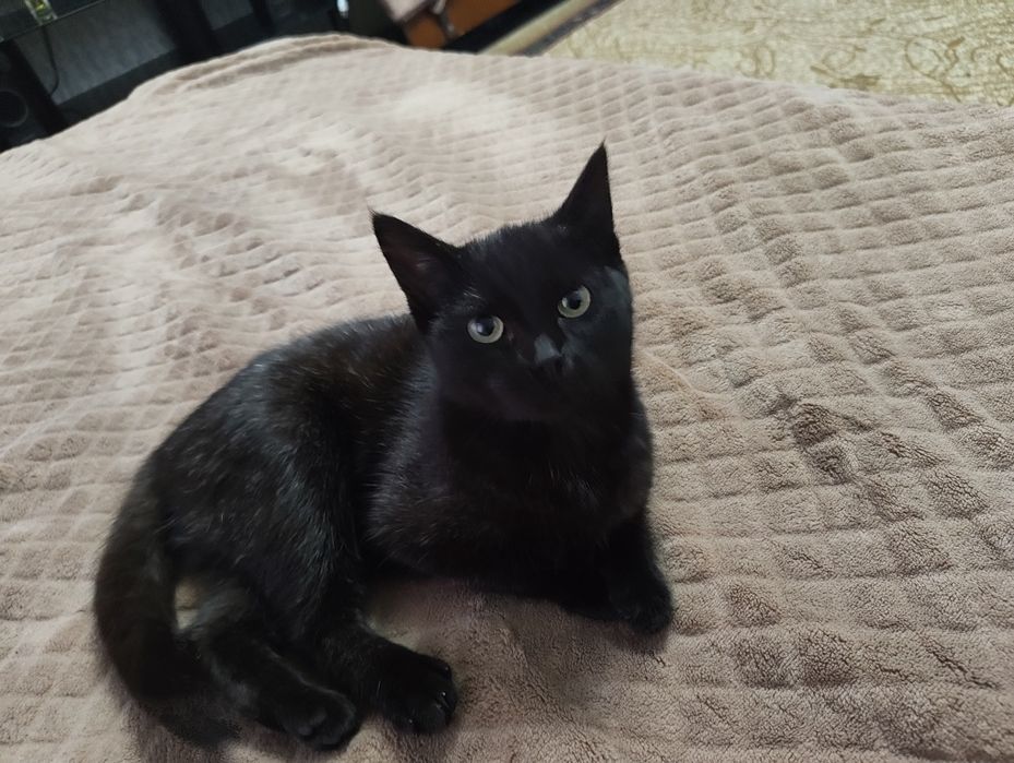 Отдам в добрые руки