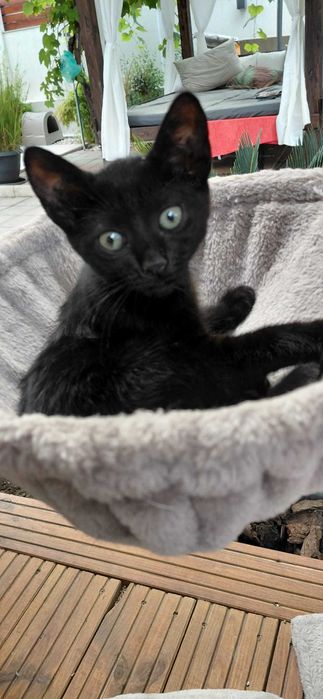 Pisicute pentru adoptie Eforie Sud