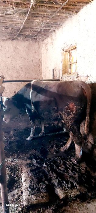 Ассалаумагалеикум