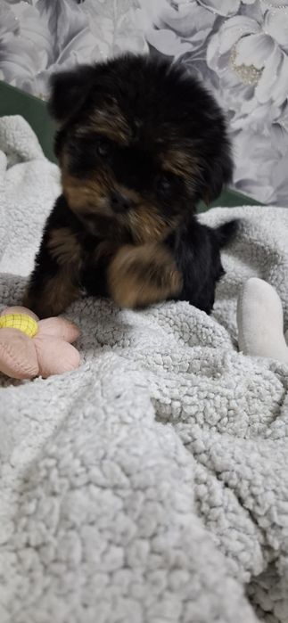 Щенок девочка йоркширского терьера