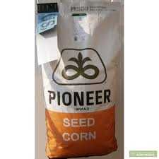 семена кукурузы пионер