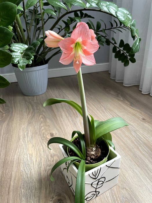 Гиппераструм (клубни)