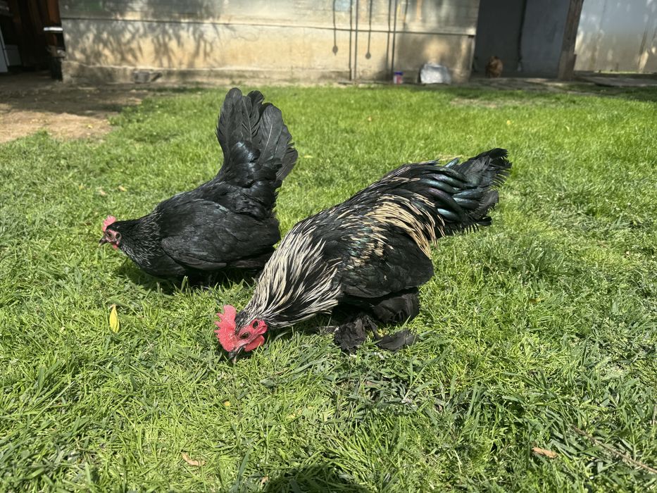 Mii de flori negru cu gat argintiu si auriu