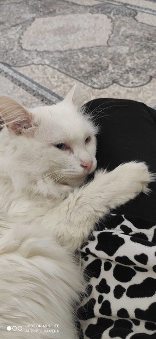 Кот.Турецкая ангора.