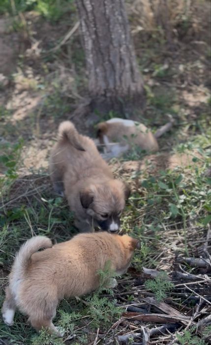 Щенки подкидышшш
