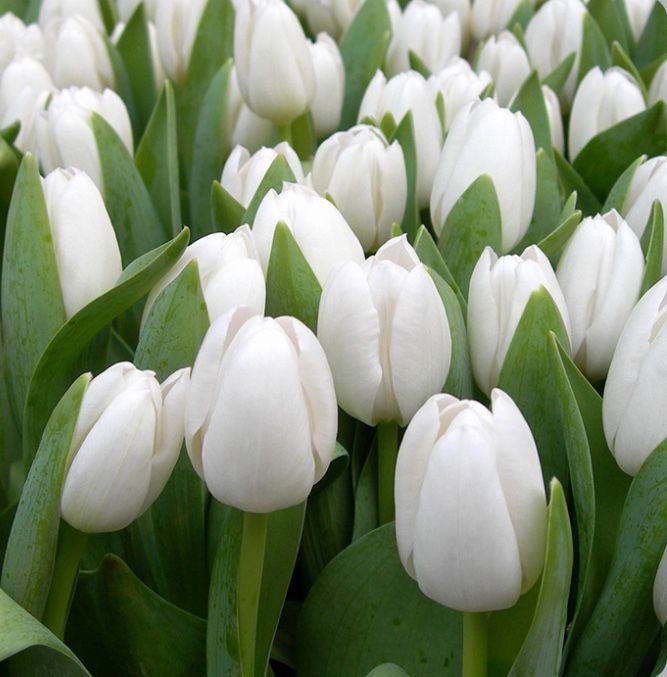 Тюльпаны оптом к 8 Марта.