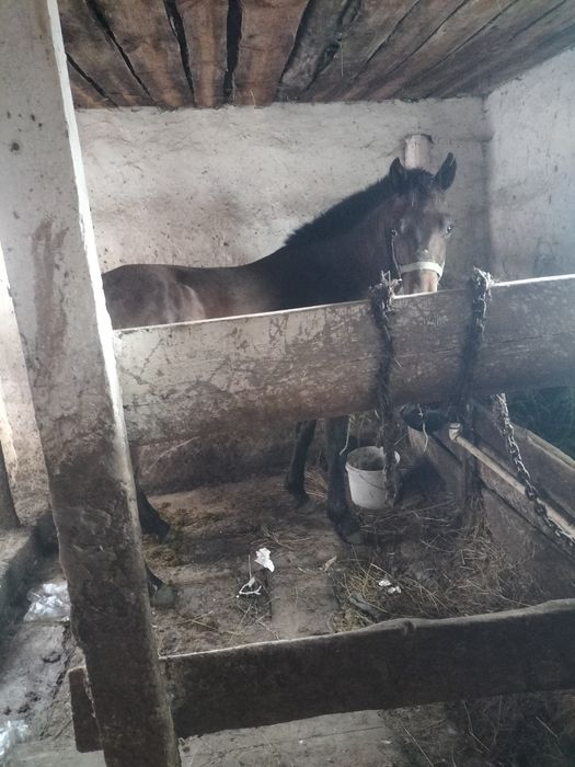 Асаламуалекум. Продам тая