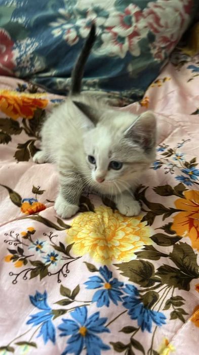 отдам красивых котят