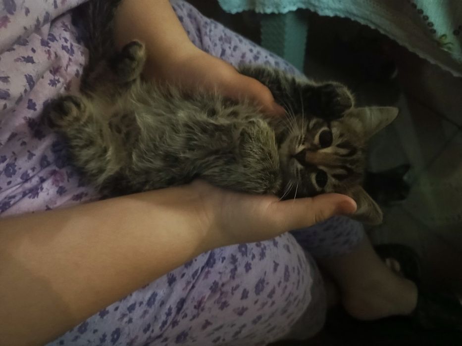 Продаётся котята (2 месяца)

Дата рождения: 1 марта
Есть:
— чёрн