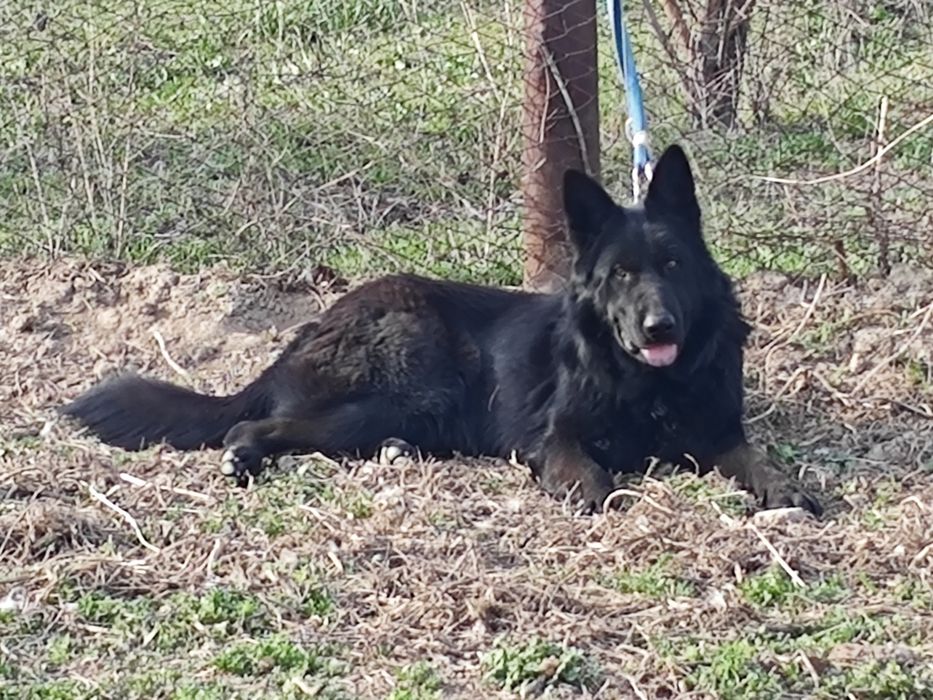 Салам алейкум Продается Немецкий овчарка