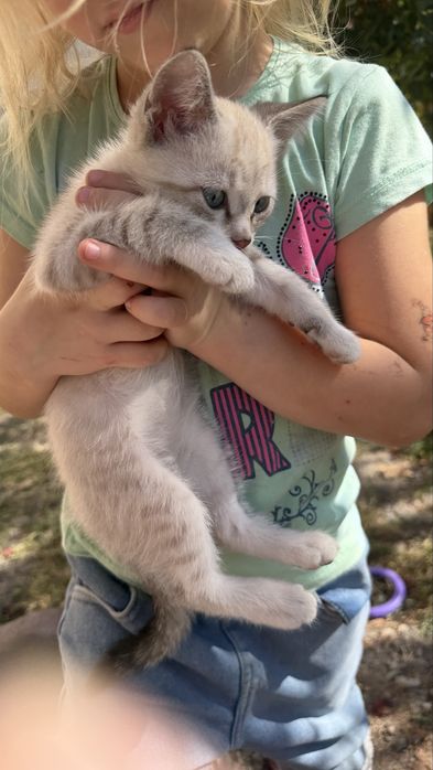 Милашка кот ищет дом