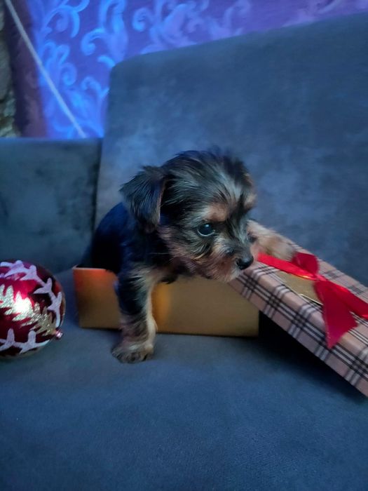 Йоркширский терьер