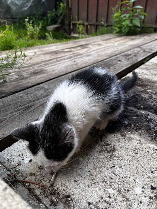 Donam pisici mici care isi cauta familie.