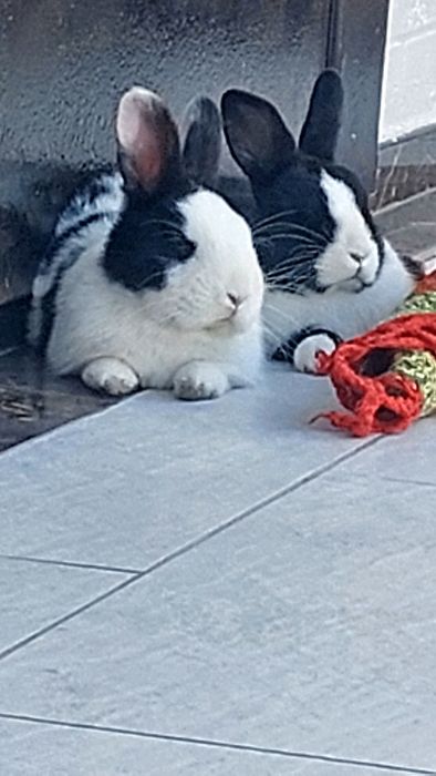 Нидерланды карликовые кролики парочка