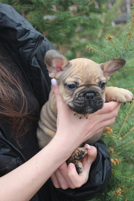 Французкие бульдоги мальчишки!