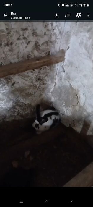 Кояндар сатылады