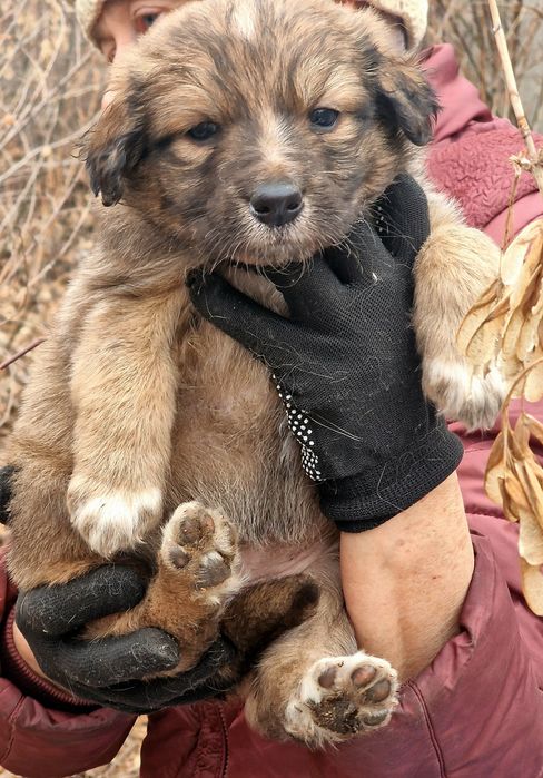 Щенки ищут дом и любящие руки