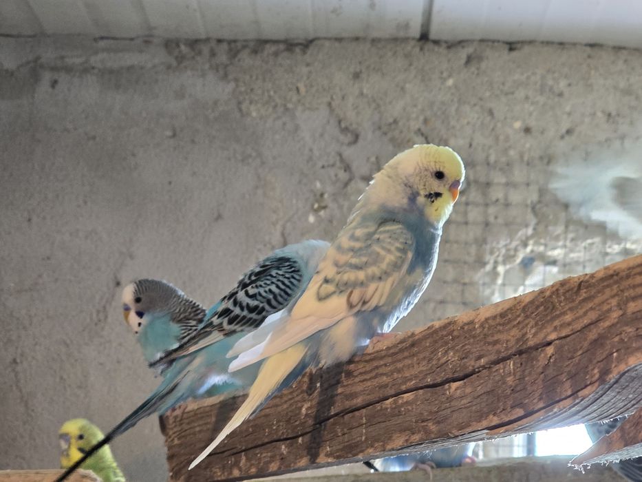 Papagali perusi en-gros