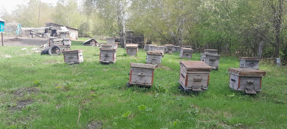 Продам ульи, сушь и пчеловодный инвентарь