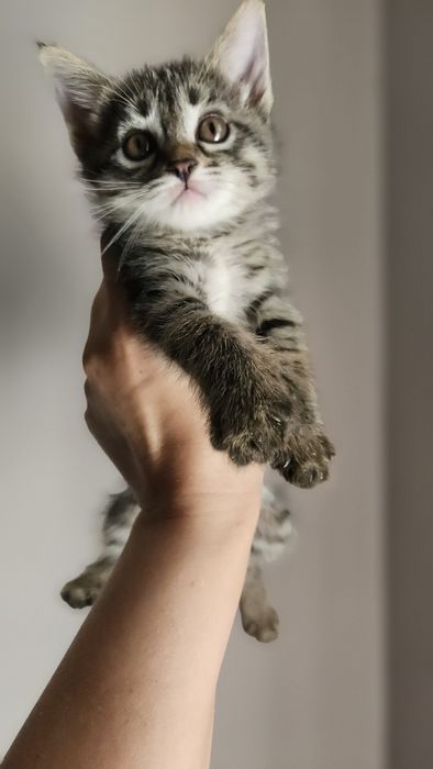 Котята домашние 2 месяца