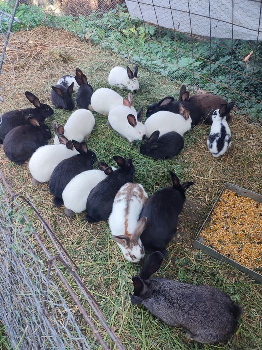 Iepuri (tineret și maturi)