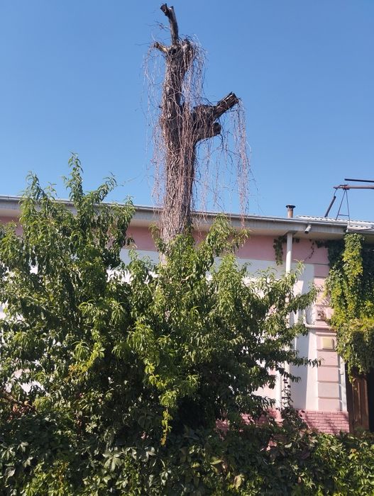 Ёнгок (орех) дарахти ку́п йиллик