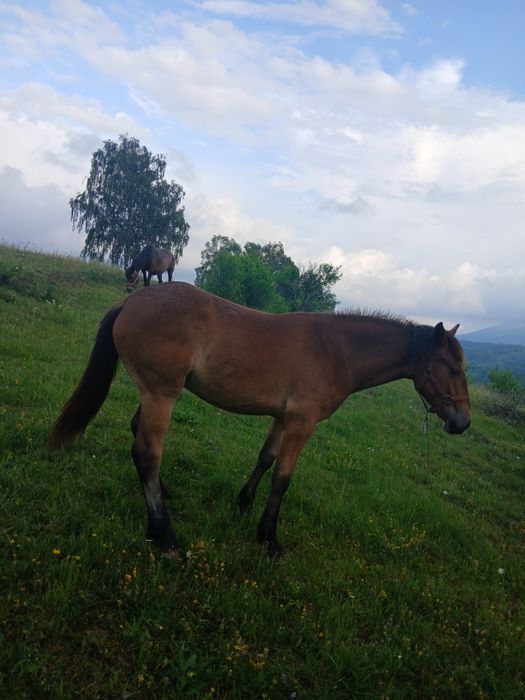 Vand manza de un an si 3 luni
